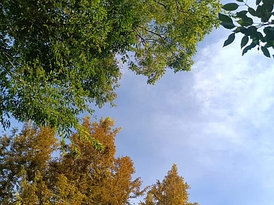 树木