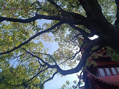 树木