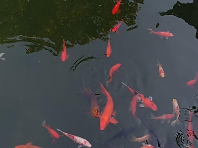 鱼池
