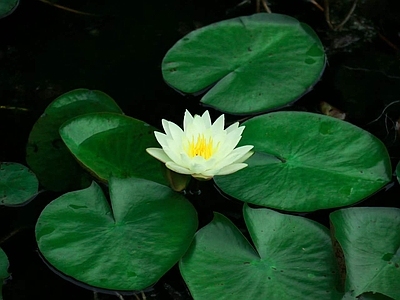 其他水面