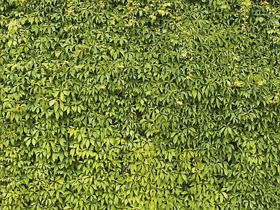 绿植墙