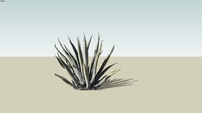 龙舌兰 植物 家居物品 画 其他 铅笔