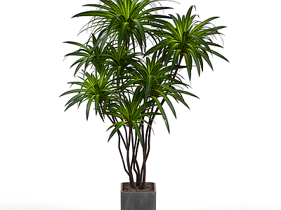 盆栽植物组合