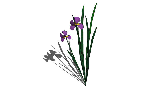 杂种鸢尾 花 其他 植物 画 刺棘蓟