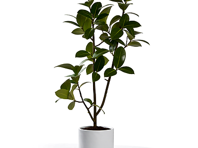 盆栽植物带花盆