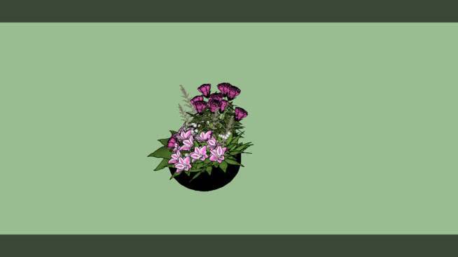 莲花15号 其他 植物 黑板