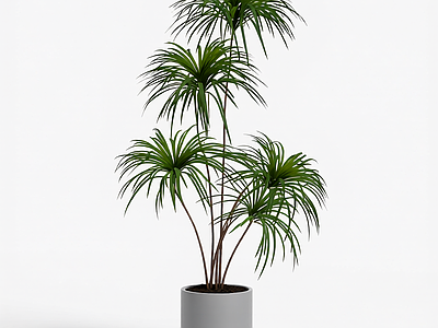 盆栽植物组合