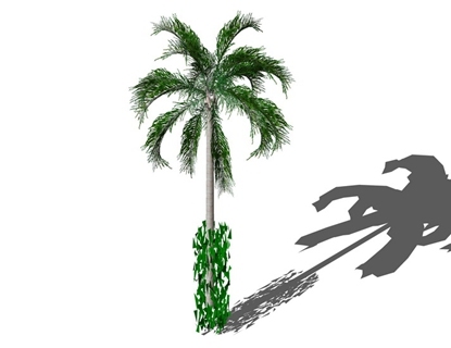 有爬藤的槟榔树
