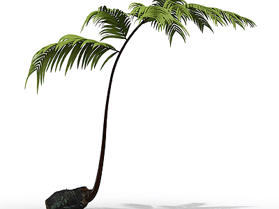 带根部的蕨类植物