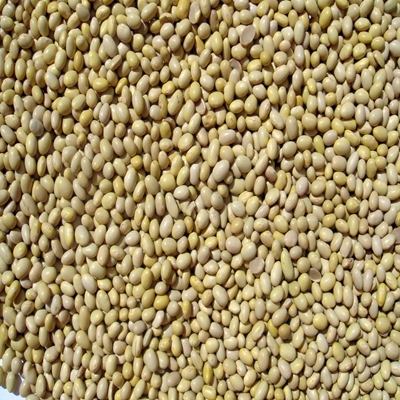 食物 种子 五谷杂粮