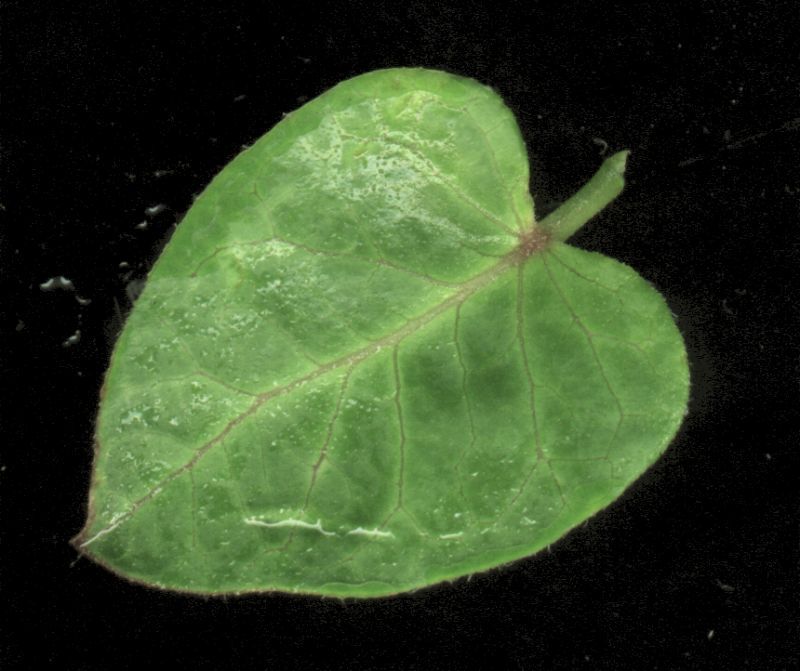 其他杂项-植物纹理 029 自然元素