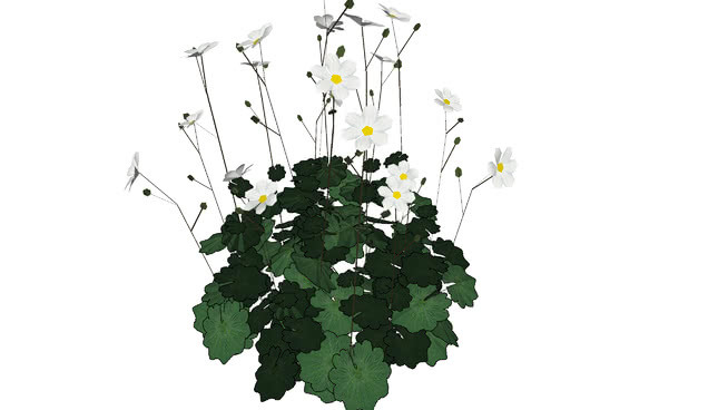 希腊银莲花 其他 地图 画 饰品 植物