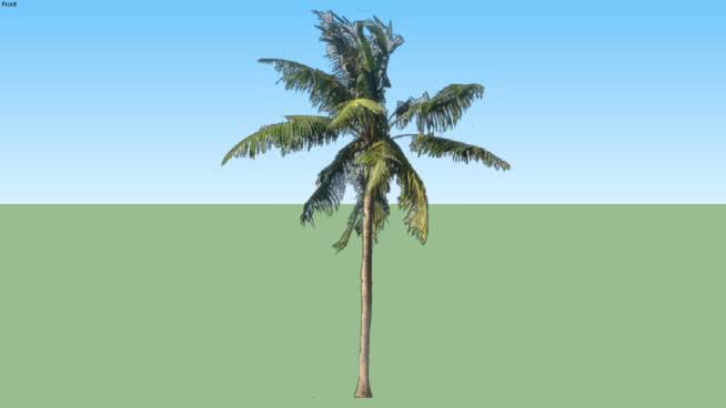 棕榈树 沙滩 植物 其他 海滨 蜻蜓
