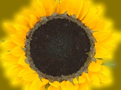 花朵纹理