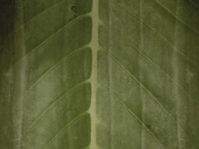 绿植墙