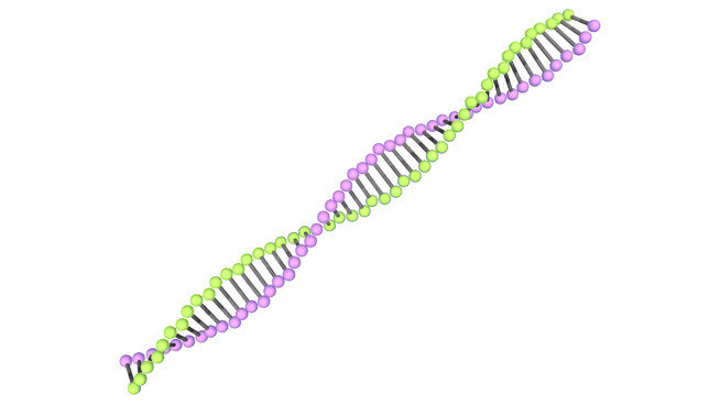 DeoxyRibonucleic acid (DNA) 牙刷 刷子