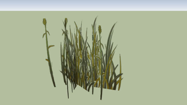 草 植物 其他 玉米 羽毛笔 画