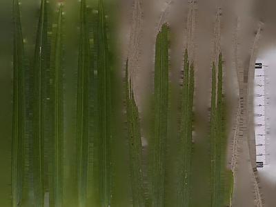 绿植墙