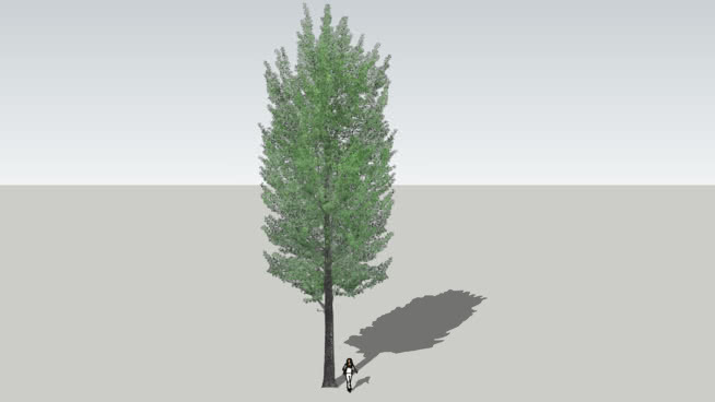 白杨树 植物 其他 羽毛笔 迷雾 画