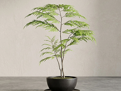 造型绿植盆栽
