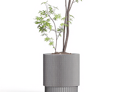 盆栽植物装饰