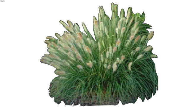 矮人喷泉草二维照片 植物 花 其他 铅笔 钱
