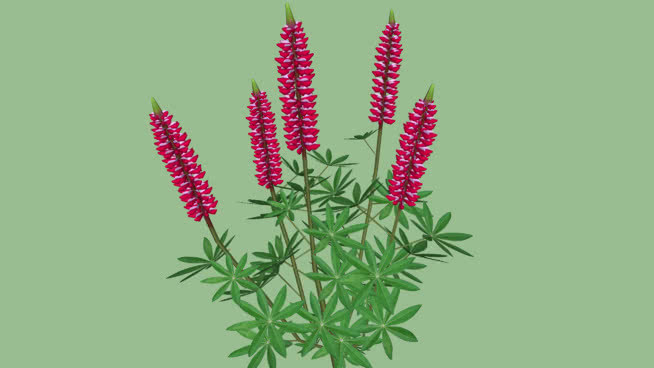 羽扇豆红 植物 其他 花 蜂鸟