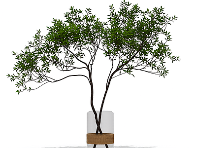 盆栽植物装饰