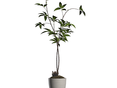 盆栽植物装饰