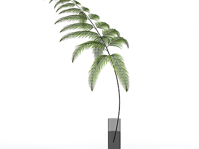 盆栽蕨类植物