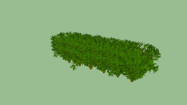 植物 其他 湖 草地