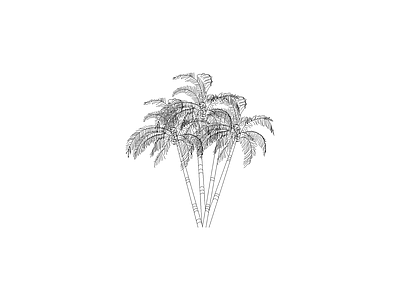 组团植物平立面图 散尾葵立