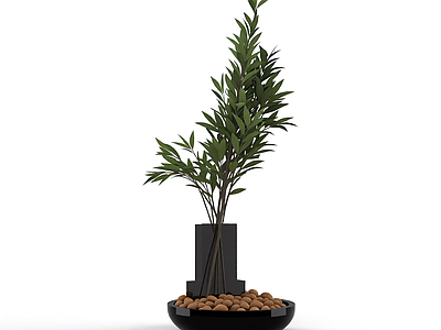 盆栽植物组合装饰