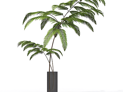 盆栽蕨类植物