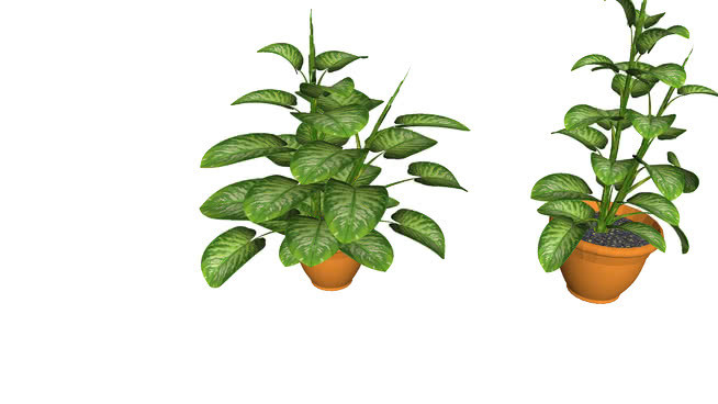 白花菜 植物 其他 橙子橘子 画 草莓