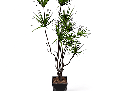 盆栽植物装饰