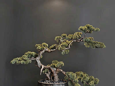 艺术盆景绿植盆栽