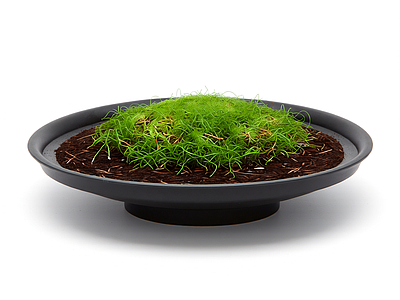 盆栽植物装饰品