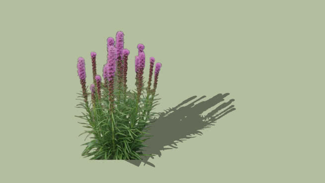 LaistRiSb BrasigStas2Da 其他 刺棘蓟 花 雏菊