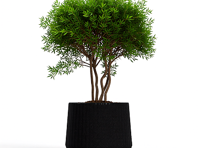 盆栽植物组合