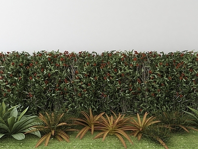 现代植物盆栽