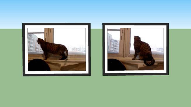 我的猫看着窗户{152kb}的图像 相框 画 显示器 滑动