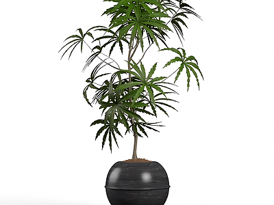 盆栽植物装饰