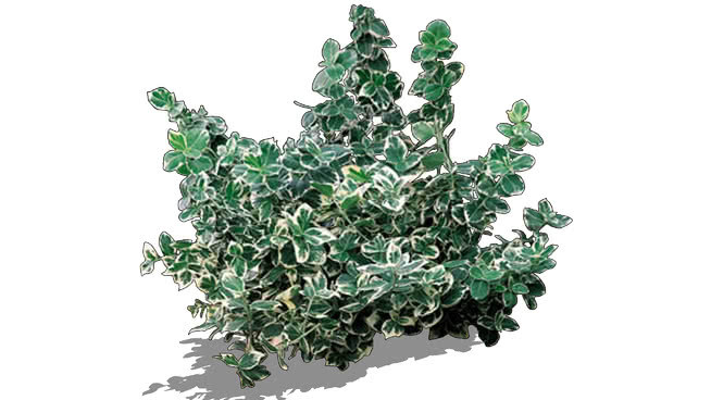 扶芳藤的“翡翠”trzmielina扶芳藤-欢乐 植物 西兰花 室外 其他 画