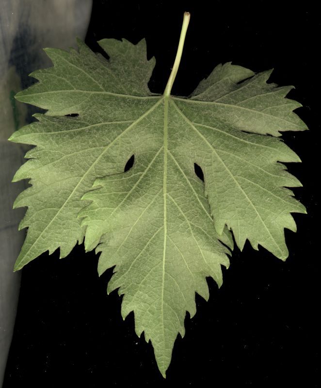 其他杂项-植物纹理 042 自然元素