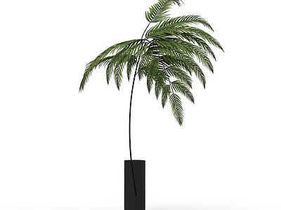 盆栽蕨类植物