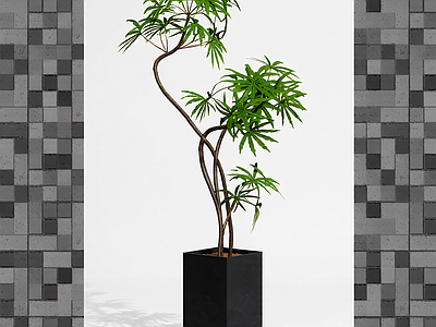 盆栽植物装饰