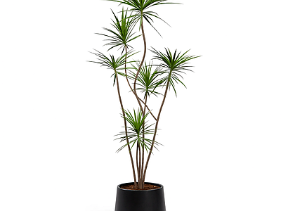 盆栽植物装饰