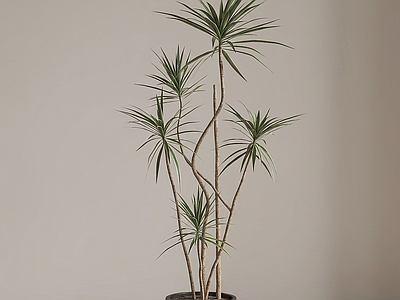 艺术绿植盆栽