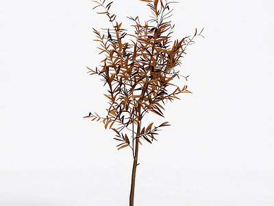 枝叶繁茂的植物模型